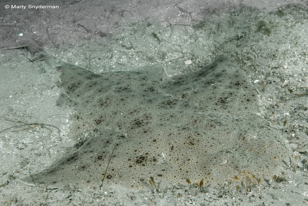 Pacific angelshark