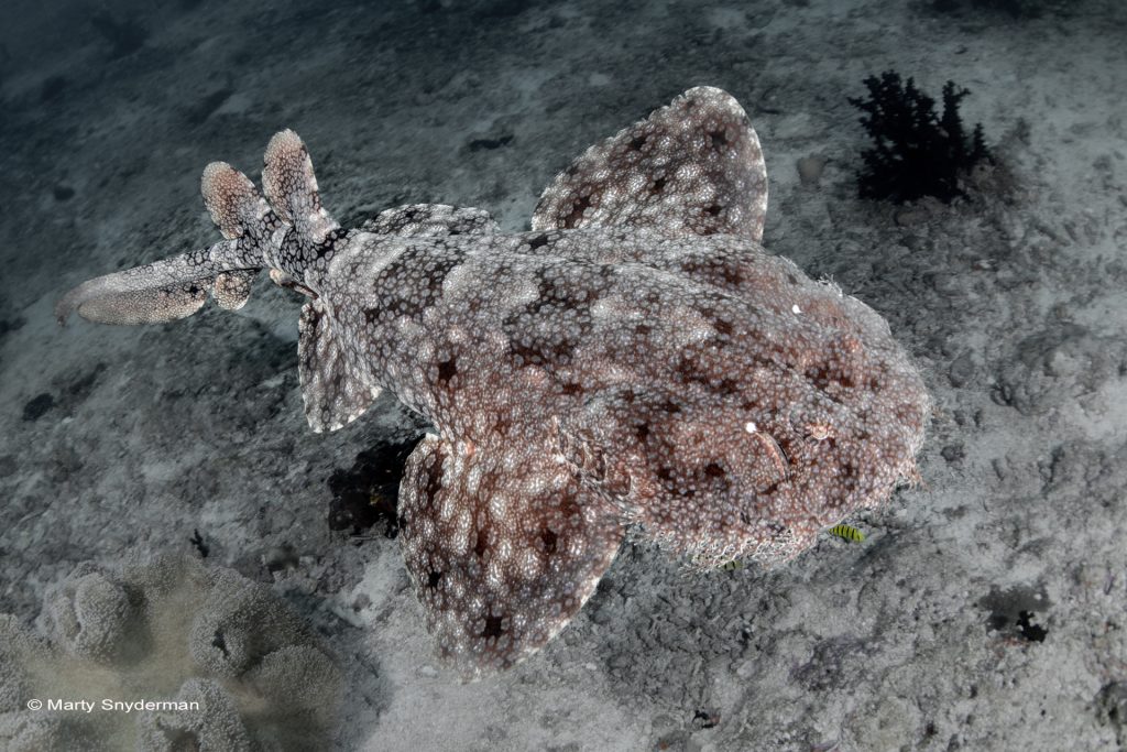 Tassled wobbegong
