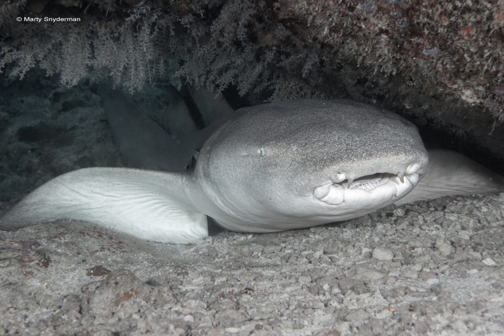 Tawny nurse shark